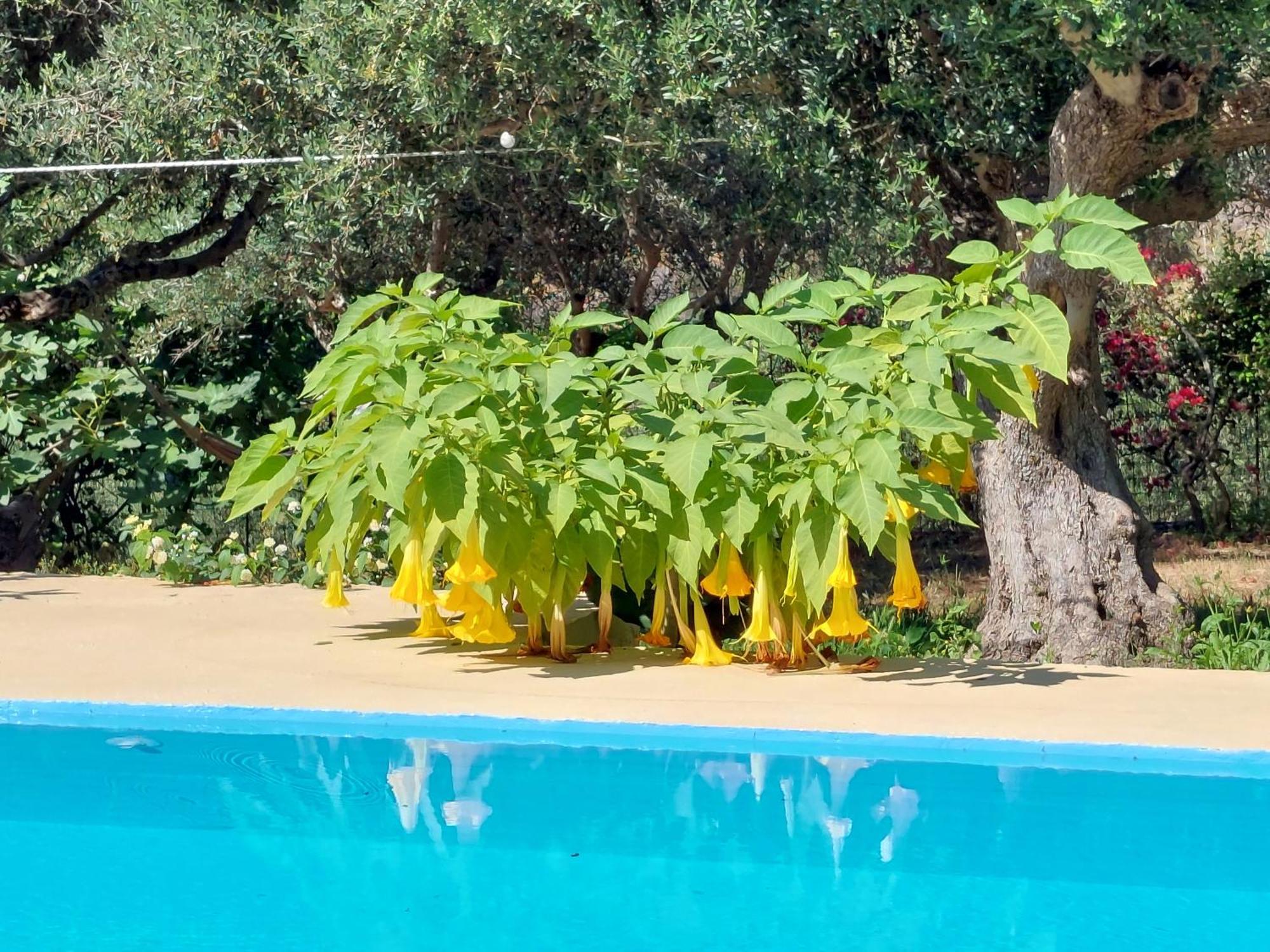 דירות Dhrapaniás Sofiana'S Garden Retreat With Private Pool חדר תמונה