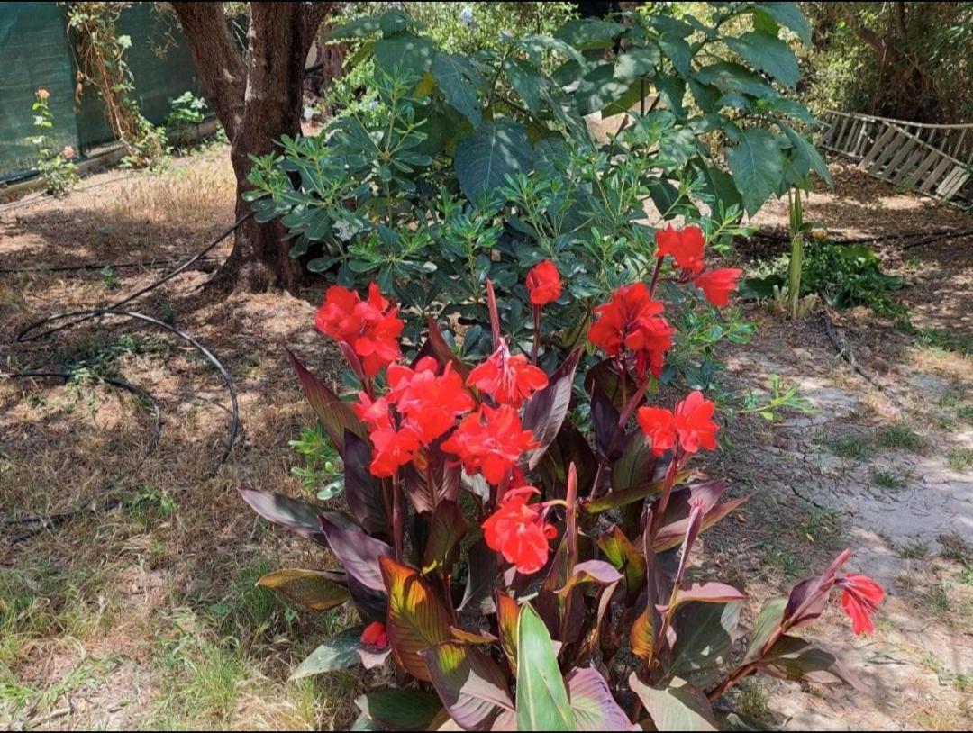דירות Dhrapaniás Sofiana'S Garden Retreat With Private Pool מראה חיצוני תמונה