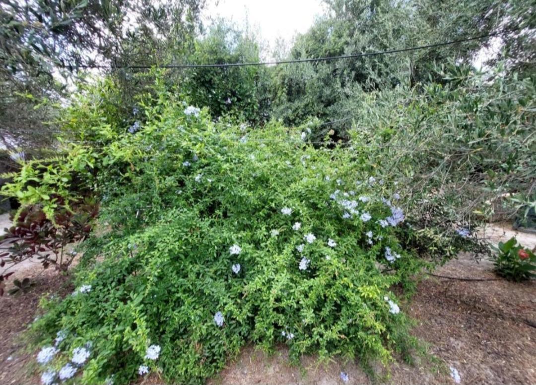 דירות Dhrapaniás Sofiana'S Garden Retreat With Private Pool מראה חיצוני תמונה